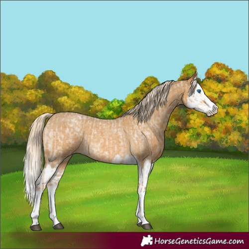 Horse Color:Palomino Roan Splash and Palomino Roan Splash