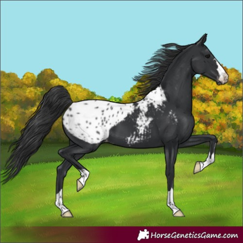Horse Color:Black Appaloosa 