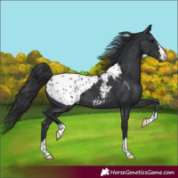 Horse Color:Black Appaloosa 