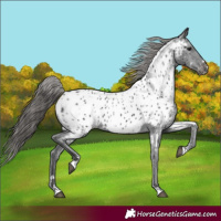 Horse Color:Black Appaloosa 