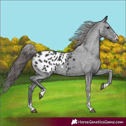 Horse Color:Black Appaloosa 