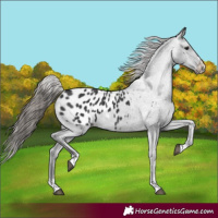 Horse Color:Black Appaloosa 