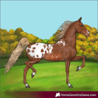 Horse Color:Chestnut Appaloosa 