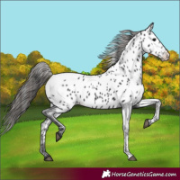 Horse Color:Black Appaloosa 