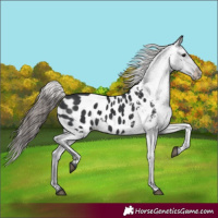 Horse Color:Black Appaloosa