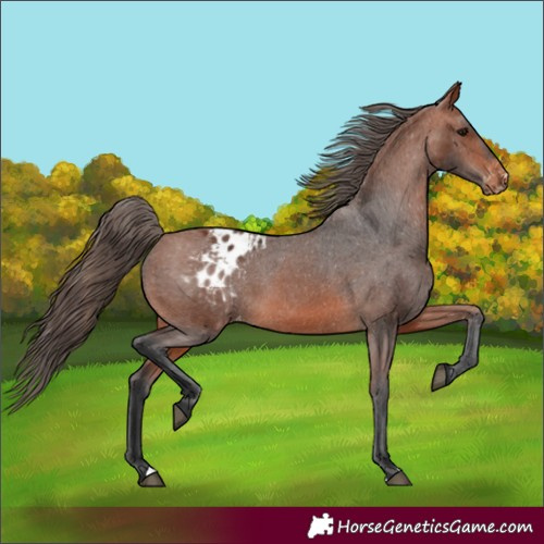 Horse Color:Bay Appaloosa 