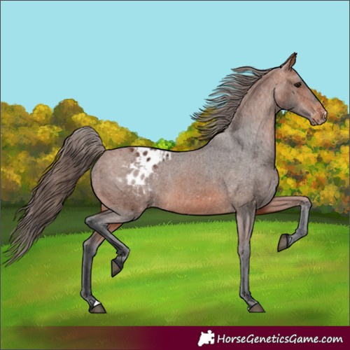 Horse Color:Bay Appaloosa