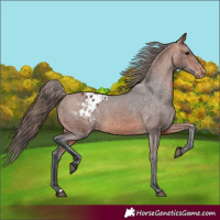 Horse Color:Bay Varnish 