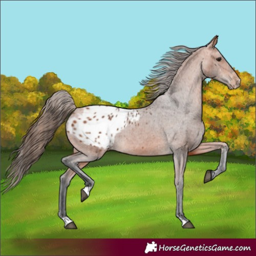 Horse Color:Bay Appaloosa