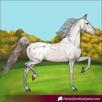 Horse Color:Bay Appaloosa 