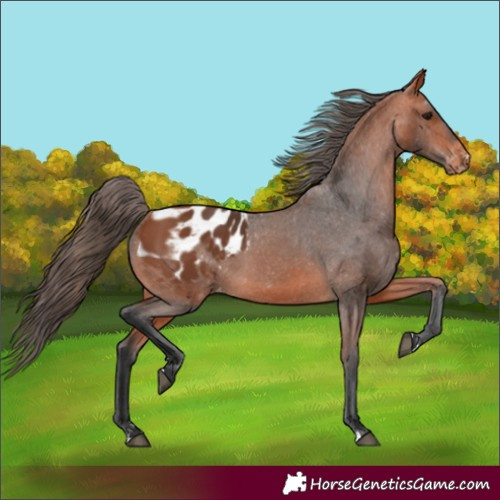 Horse Color:Bay Appaloosa 