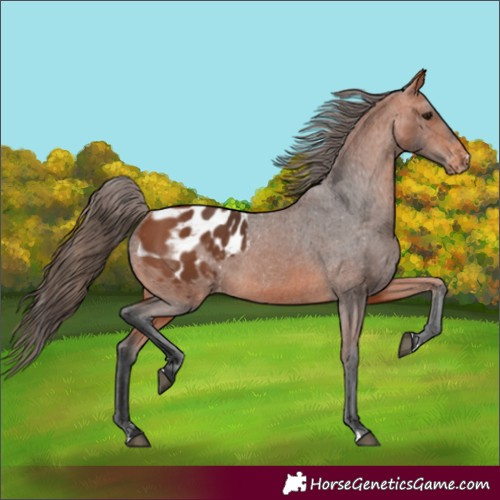 Horse Color:Bay Appaloosa 