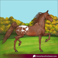 Horse Color:Chestnut Appaloosa 