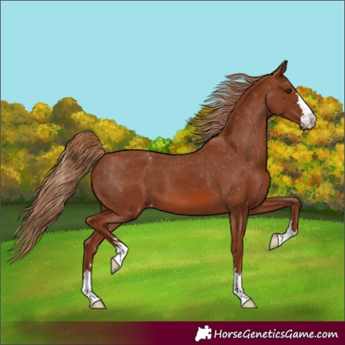 Horse Color:Chestnut Appaloosa