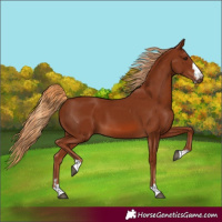 Horse Color:Chestnut 