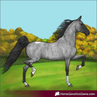 Horse Color:Blue Roan Tobiano 