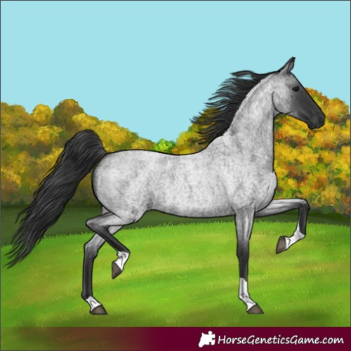 Horse Color:Blue Roan Tobiano 