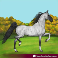 Horse Color:Blue Roan Tobiano 