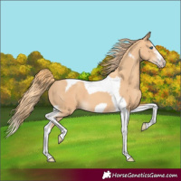 Horse Color:Gold Champagne Splash Tobiano Frame 