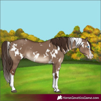 Horse Color:White Spotted Liver Red Dun Splash
