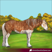 Horse Color:Palomino Splash and Chestnut Splash