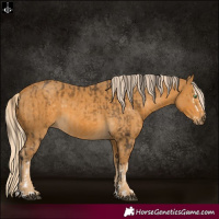 Horse Color:Buckskin Splash  and Palomino 