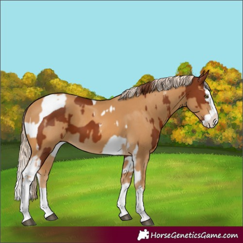 Horse Color:Chestnut Splash Tobiano and Palomino Mushroom Splash
