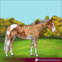 Horse Color:Chestnut Splash Tobiano  and Palomino Mushroom Splash 