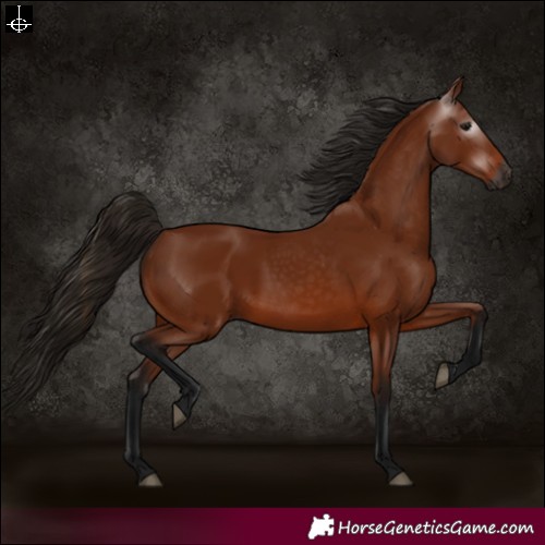 Horse Color:Gray Bay 