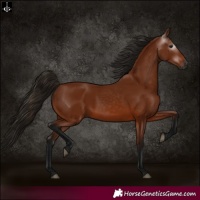 Horse Color:Gray Bay 