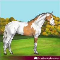 Horse Color:Palomino Splash  and White Spotted Palomino Splash 
