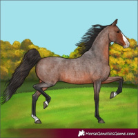 Horse Color:Brown Roan Splash 