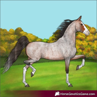 Horse Color:Bay Roan Splash 