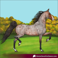 Horse Color:Bay Roan Splash 