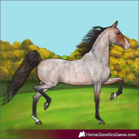 Horse Color:Bay Roan Splash