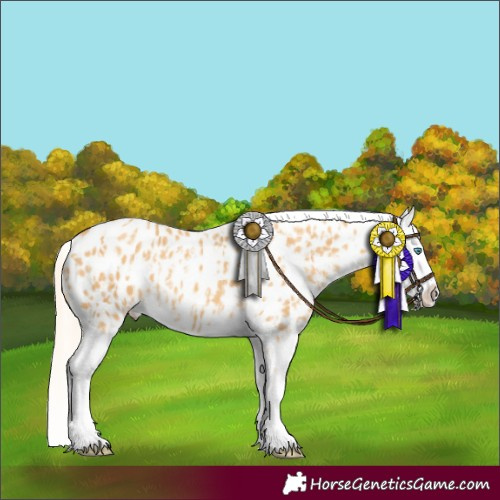 Horse Color:Gold Cream Champagne Splash Appaloosa and Gold Cream Champagne Splash Appaloosa