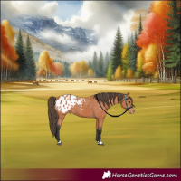 Horse Color:Bay Appaloosa 