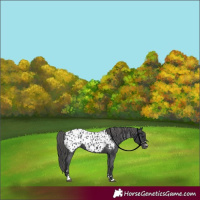 Horse Color:Black Appaloosa