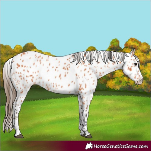 Horse Color:Bay Leopard 