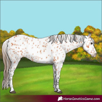 Horse Color:Bay Leopard 