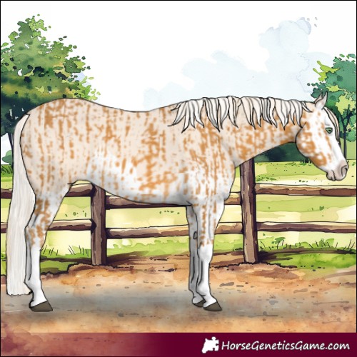 Horse Color:Palomino Splash  and Cremello Splash 