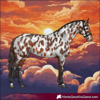 Horse Color:Bay Appaloosa 