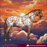 Horse Color:Bay Appaloosa 