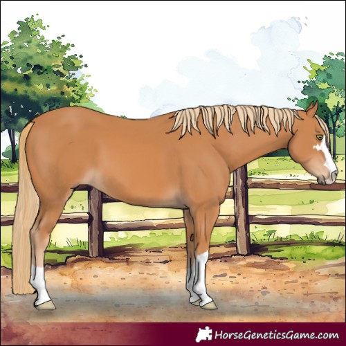 Horse Color:Chestnut 