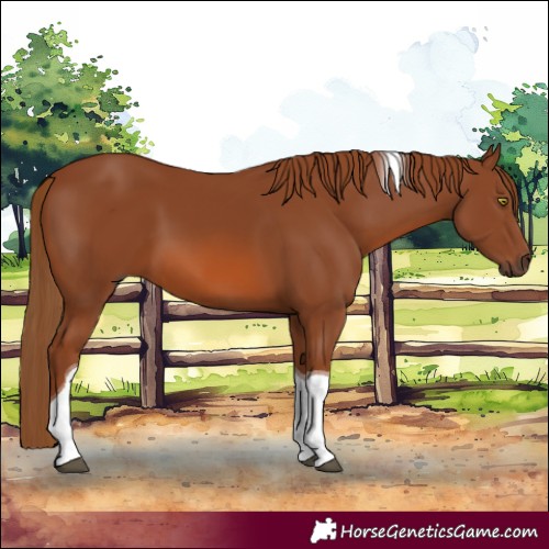Horse Color:Chestnut Tobiano 