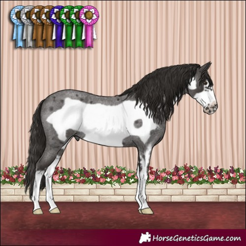 Horse Color:Liver Red Roan Sabino Frame Rabicano