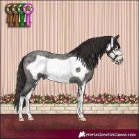 Horse Color:Liver Red Roan Sabino Frame Rabicano 