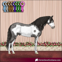 Horse Color:Liver Red Roan Sabino Frame Rabicano 