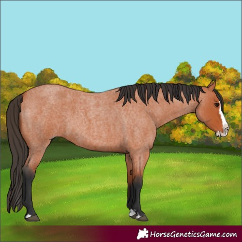 Horse Color:Bay Roan Splash 