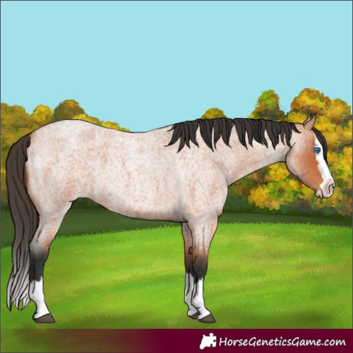 Horse Color:Bay Roan Splash 